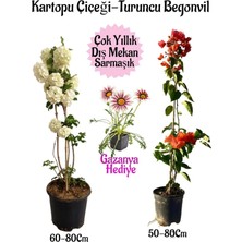 Nura Botanik Kartopu Çiçeği 1 Adet +Turuncu Begonvil 1 Adet+Pembe Gazanya Hediye Saksılı Bahçe Seti