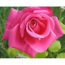 Bitkim Sende Videolu Pembe Yediveren Gül (25 35 Cm) Saksıda Aşılı Gül Fidanı Pink Rose