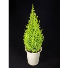Nura Botanik Videolu Mis Kokulu Limoni Salon Çamı 40-80 cm Saksılı Dış Mekan Ağaçları Norfolk Island Pine