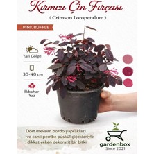Flora Vadi Loropetalum Chinense (20-40 Cm) Saksılı 1 Adet Canlı Gönderim Dekoratif Bahçe Bitkisi