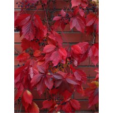 Nura Botanik Videolu Kırmızı Amerikan Sarmaşığı Fidanı 45-60 cm Saksılı/tüplü Dış Mekan Ağaçları American Ivy