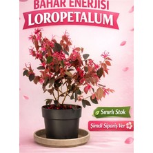 Flora Vadi Loropetalum (20-40 Cm) Fuşya Renk 1 Adet Saksılı Canlı Formlu Süs Çalısı