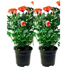 Nura Botanik Videolu Yediveren Somon Rengi Gül Fidanı 2 Adet Saksılı/tüplü 30-55 cm Bahçe Bitkisi (Orange Rose)