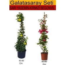 Flora Vadi Formlu Takım Seti Sarı Yasemin+ Kırmızı Begonvil Sarmaşık Bitkileri