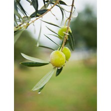 Bitkim Sende Videolu Gemlik Zeytin Fidanı 1 Adet [50-70CM] Dış Mekan [olive Seedling]