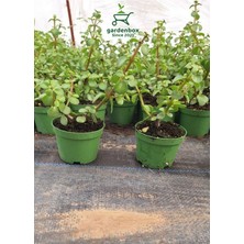 Flora Vadi Özel Tür Dekoratif Canlı Bitki Yeşim Çiçeği 8.5 Saksıda 1 Adet 10-15CM