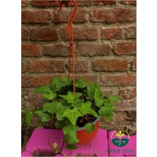 Hedera Helix (Ingiliz Sarmaşığı) - Çekici ve Dayanıklı Tırmanıcı Bitki
