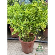 Bitkim Sende Özel Tür Cestrum Nocturnum Melisa Çiçeği Gece Sefası 30-60CM