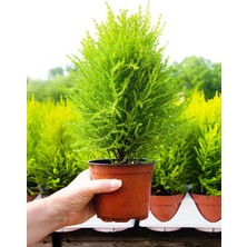 Nura Botanik Videolu Ithal Limon Servi 1 Adet Saksılı/ Tüplü 30-50 cm Dış Mekan Bitkisi (Cupressus )