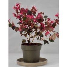 Flora Vadi Fuşya Renk Çin Saçak Çiçeği (20-40 Cm) Saksılı Canlı Gönderim