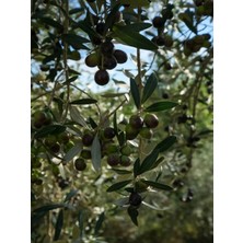 Videolu Arbequina Bodur Zeytin Fidanı(30 60 Cm) 6 Adet Tüplü Zeytin Fidanı Olive Sapling