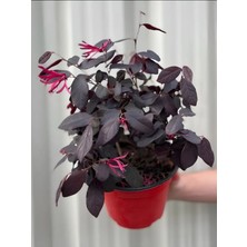 Flora Vadi Fuşya Renk Loropetalum (20-40 Cm) 1 Adet Kolay Bakımlı Bahçe Çalısı