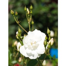 Bitkim Sende Videolu Beyaz Gül Fidanı Yoğun Kokulu Saksılı 1 Adet [50-70CM] Dış Mekan [white Rose]