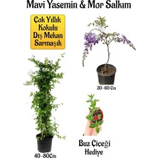 Nura Botanik Mavi Yasemin Çiçeği+Mor Salkım Ağacı Fidanı Buz Çiçeği Hediyeli Peyzaj Seti