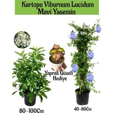 Flora Vadi Formlu Kartopu Viburnum 1 Adet+Mavi Yasemin Çiçeği1 Adet+Yaprak Güzeli Hediye Bahçe Bitkisi