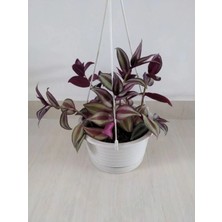 Nura Botanik Kampanyalı Mor Alacalı Zebra Yapraklı Telgraf Çiçeği 1 Adet Saksılı 30-50CM