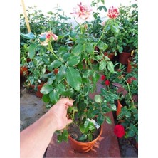 Bitkim Sende Videolu Yediveren Sihirbaz Türkiyem Fidanı (50-90 cm ) Saksılı/ Tüplü Kokulu Aşılı Gül Magician Rose