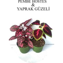 Nura Botanik Beyaz Hostes Çiçeği 1 Adet Saksılı+Yaprak Güzeli Çiçeği 1 Adet Saksılı 10-15CM