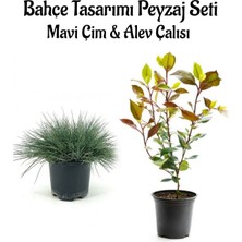 Nura Botanik Mavi Çim 1 Adet Saksılı (10-20CM)+ALEV ÇALISI(30-60CM) 1 Adet Bahçe Seti