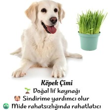 Nura Botanik Köpeklere Özel Filizli Köpek Otu – Saksıda Taze Çimi