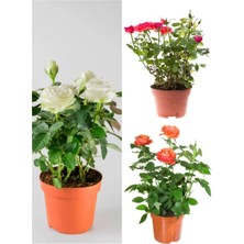 Nura Botanik Avantajlı Yediveren Kırmızı Beyaz ve Turuncu Renkli (30 60 Cm) Saksılı Aşılı Gül Tricolor Rose