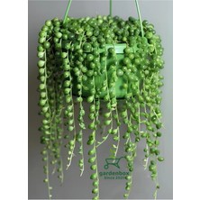 Özel Tür Boncuk Tespih Çiçeği 1 Adet Makrome Saksılı 20-30CM(SENECIO Rowleyanus)