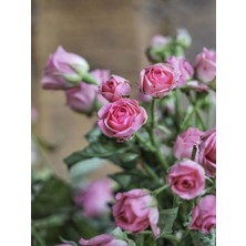 Bitkim Sende Videolu Pembe Yediveren Mis Kokulu 2 Adet Gül Fidanı Saksılı 50-70 cm (Pink Rose Sapling)