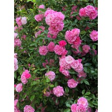 Bitkim Sende Videolu Pembe Kokulu 1 Adet Isparta Gül Fidanı Saksılı 50-75CM (Isparta Pink Rose Sapling)