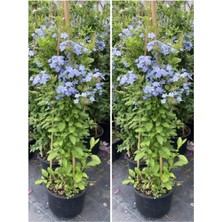 Nura Botanik Videolu Kokulu Mavi Yasemin Fidesi 2 Adet Saksılı/tüplü 35-60 cm (Plumbago Blue Jasmine)