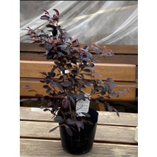 Flora Vadi Kampanyalı Loropetalum 1 Adet Bahçe ve Peyzaj Için Ideal