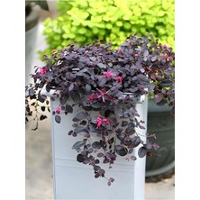 Nura Botanik Loropetalum (20-40 Cm) Saksılı 1 Adet Gösterişli Çiçekli Peyzaj Bitkisi