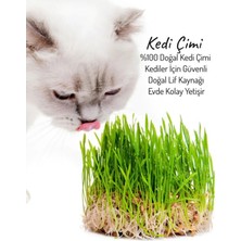 Nura Botanik Taze Canlı Kedi Otu Mix – Saksıda Yetişmiş Kedi Çimi