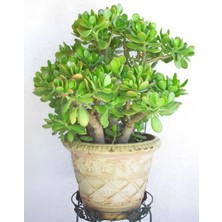 Para Ağacı Çiçeği Yeşim Bitkisi Crassula Ovata Fidanı Dolgun 20-25CM