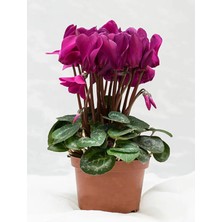 Nura Botanik Favori Ürün Fuşya Rengi Sıklamen Çiçeği (30 40 Cm)1 Adet Saksılı Hediyelik Sıklamen Cyclamen