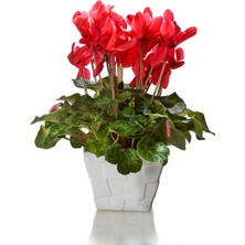 Nura Botanik Favori Ürün Canlı Kırmızı Sıklamen Çiçeği (20 30 Cm)1 Adet Saksılı Iç Mekan Bitkisi Cyclamen
