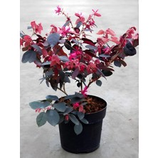 Flora Vadi Loropetalum Chinense (20-40 Cm) 1 Adet Saksılı Dış Mekan Süs Çalısı