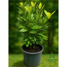 Flora Vadi Formlu Kokulu Defne Fidanı Aromatik Defne Ağacı Bitkisi Laurus Nobilis 45-60 cm