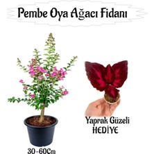 Nura Botanik Pembe Oya Ağacı Fidanı 1 Adet Saksılı+Yaprak Güzeli Çiçeği Hediyeli
