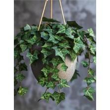 Nura Botanik Yoğun Yapraklı, Canlı Duvar Sarmaşığı – 40-60 cm – Hedera Helix Türü