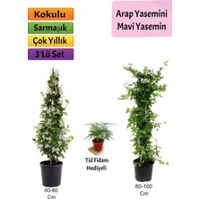 Nura Botanik Mavi Yasemin+ Arap Yasemini+ Tül Çiçeği Hediyeli