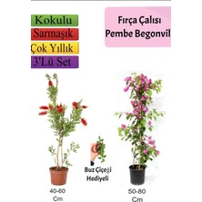 Nura Botanik Fırça Çalısı+ Pembe Begonvil+ Buz Çiçeği Hediyeli