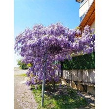 Nura Botanik Videolu Mor Salkım Çiçeği Fidanı Bahçe Balkon Bitkisi (30 40CM)1 Adet Saksılı Buddleja Davidii