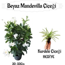 Nura Botanik Beyaz Mandevilla Çiçeği 1 Adet Saksılı+Kurdele Çiçeği Hediyeli Peyzaj Seti