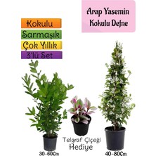Nura Botanik Kokulu Arap Yasemini+Defne Çalısı+Telgraf Çiçeği Hediyeli 3'lü Bahçe Seti