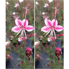Nura Botanik Videolu Pembe/beyaz Gaura Çiçeği Fidanı 2 Adet 40-60 cm Dış Mekan Ağaçları Lindheimeri