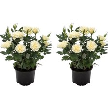 Bitkim Sende Videolu Yediveren Yoğun Kokulu Beyaz Gül 2 Adet 35-65 cm Saksılı/tüplü Bahçe Bitkisi (White Rose)