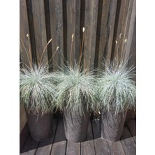 Nura Botanik Favori Ürün Bahçe Dekoratifi Mavi Çim(10 30 Cm)3 Adet Saksılı Dış Mekan Bitkisi Blue Fescue