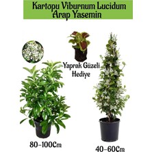 Nura Botanik Favori Ürün Kartopu Viburnum 1 Adet+Kokulu Arap Yasemini1 Adet+Yaprak Güzeli Hediye Bahçe Bitkisi