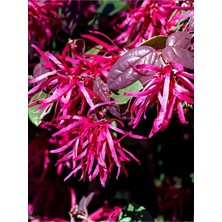 Flora Vadi Loropetalum (20-40 Cm) Saksılı Loropetalum Chinense Dayanıklı ve Dekoratif Bahçe Bitkisi