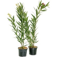 Videolu Zakkum Fidanı 2 Adet Pembe-Beyaz Saksılı/tüplü (70-100CM) Dış Mekan (Oleanders)